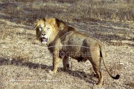 Image du Maroc Professionnelle de  MAX un jeune lion de l'atlas âgé de 7 ans effectue sa première sortie de cage depuis sa naissance au zoo de Témara près de Rabat. Mardi 27 Avril 1999. (Photo / Abdeljalil Bounhar) 